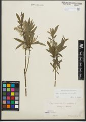Foto von Salix purpurea L. x Salix viminalis L.